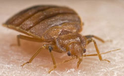 What do Bed Bugs Look Like?